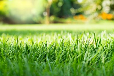 Keep Your Grass Alive by Removing Yard Debris!